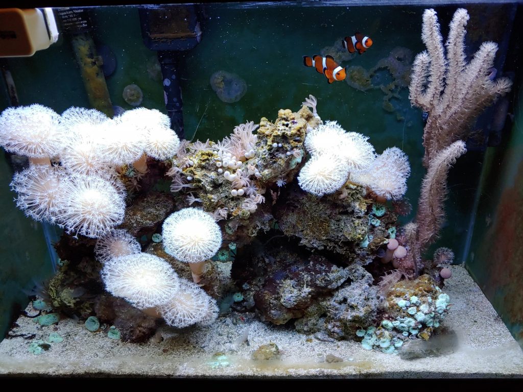 20 Gallon Reef Tank